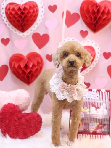 20240227ステラちゃん